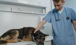 Vet costs up 60% since 2016, but pet policy limits lag behind