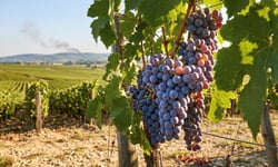 Bordeaux's smoke-taint risk: why this summer's wildfires could turn into a slow-burn claim