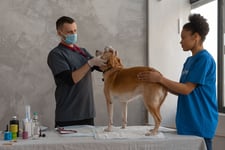 Pet insurance clients face 20% higher claim costs despite premium falls