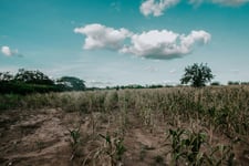 Record heat and El Niño put farm insurance resilience to the test