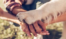 Big-dog insurer in Jersey prepares to withdraw from market