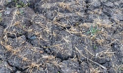 Alberta's crop insurance market is still catching up - and a single storm can undo a quiet season