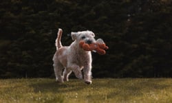 Allstate warns pet owners against letting animals roam free in vehicles
