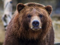 Hong Kong travel insurers issue warnings over Japan bear attacks