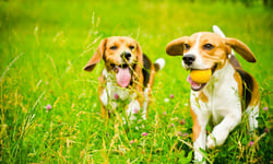AA Pet Insurance celebrates third sponsorship year with Kiwi epilepsy charity