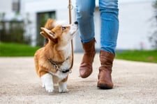 Insurer calls on pet owners to control their pets while outdoors