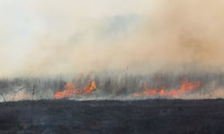 Record El Niño raises NZ wildfire and storm risks