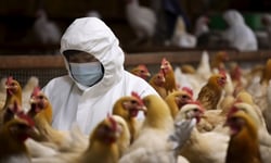 H5N1 detection exposes structural insurance coverage gaps