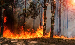 Forestry fire cover shrinks while mainstream insurers stay profitable