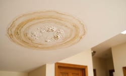 Mould cover confusion widespread among Australians, survey finds
