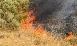 Wildfires push reinsurers to rethink 'secondary peril' label