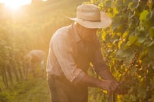 BC agriculture ministry reports 435 insurance claims from Okanagan fruit growers
