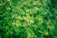 Insurance group reveals bad news about legal pot in the USA