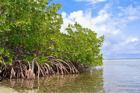 Insurance could help protect, restore mangrove forests – report