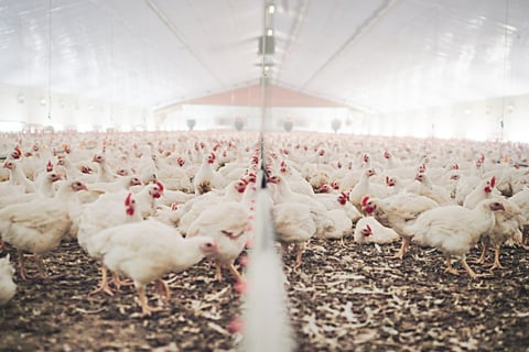 Chicken magnates hatch bird-brained workers' comp scam