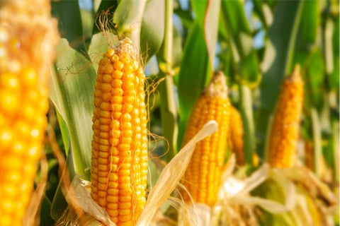 Climate change could decimate corn crop – study