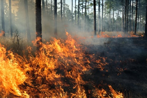 CSAA commits $25 million to wildfire prevention
