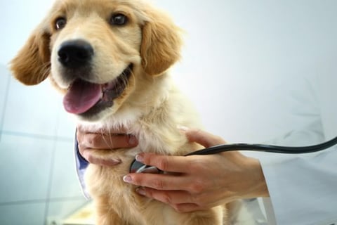 UK pet insurer launches in the US