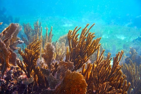 Willis Towers Watson creates insurance programme for coral reef