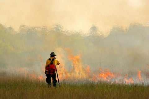Revealed - a solution to wildfire risk?