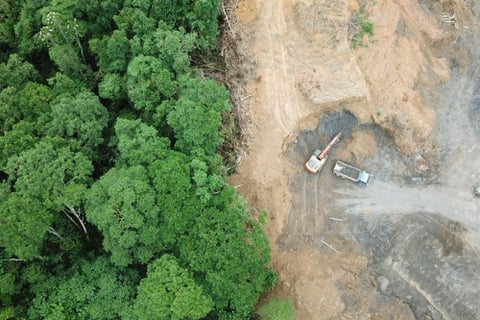 AXA commits $2.35 billion to fighting deforestation