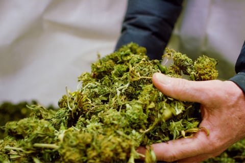 Rising property claims linked to cannabis factory blazes