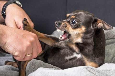 Dog bite incidents on the rise, could affect insurance rates – report