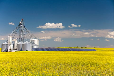 Global Ag Risk Solutions offers new crop insurance product to Canadian canola farmers