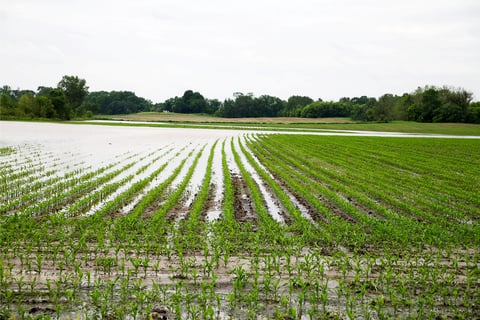 How are crop insurance premiums expected to fare this year? - Report