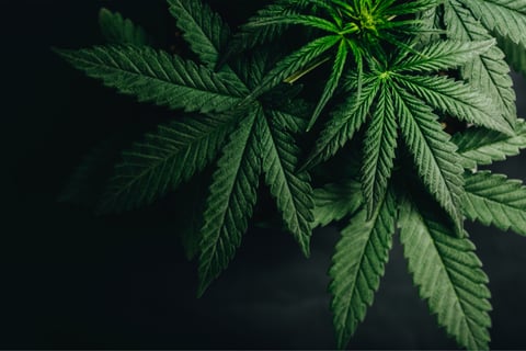Crown-operated cannabis distributor suffers data breach