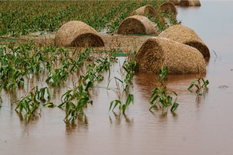 Insurer urges flood-stricken farmers to access mental health support