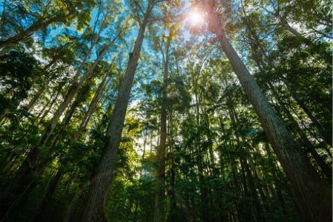 Carbon farming to remain a vital climate resilience tool
