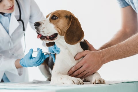Australia's top pet insurance providers in 2022 | Insurance Business Australia Australia's top pet insurance providers in 2022 | Insurance Business Australia