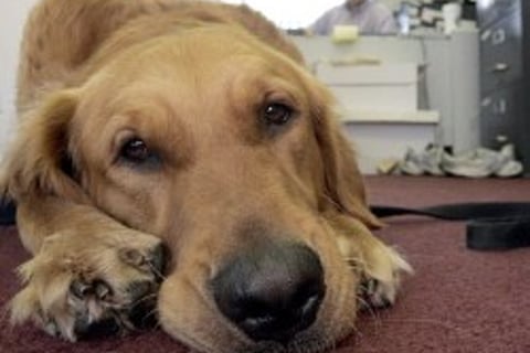 The top 15 states for dog bite claims: Report
