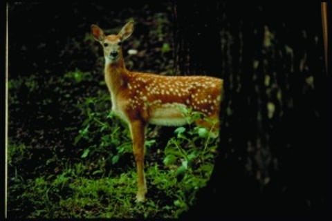 Oh, deer! Cost of wildlife-auto collision claims rising