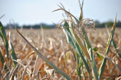 Agricorp responds to Ontario corn ‘catastrophe’