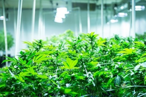 Workers’ comp insurer Hawaii Employers’ Mutual Insurance Co drops cannabis firms