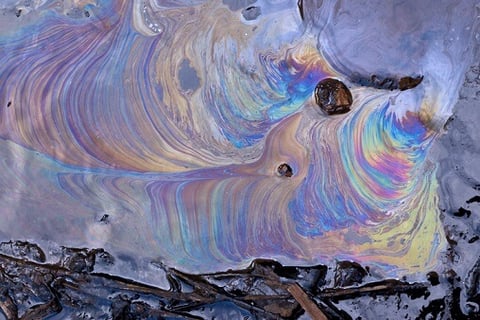 Chemical spill culls fish population in 'major tragedy'