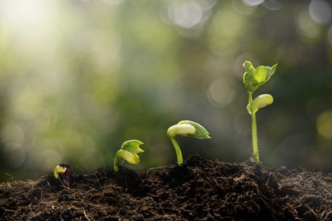 Seven ways to grow your insurance agency (organically)