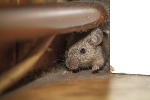 Homeowners blame insurer for rodent disaster