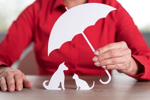 Spike in pet insurance claims anticipated this winter