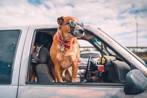 Pets pose a serious road-safety risk, says RAA