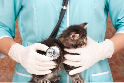 Nation’s top pet insurer warns of pet obesity epidemic