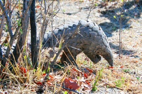 Chinese insurers to stop covering pangolin-based medicines