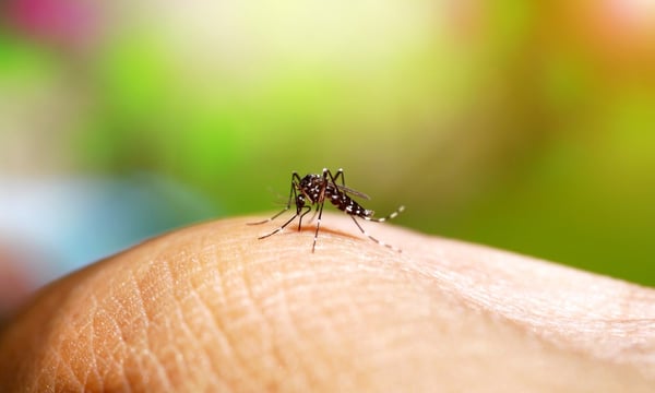 Samoa’s dengue fever outbreak prompts caution for New Zealand travellers