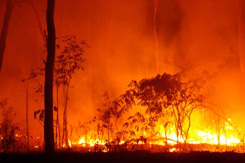 Industry reaches half of bushfire relief goal