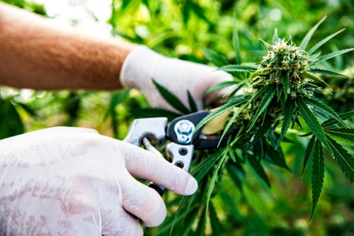 Expanding cannabis market could provide huge opportunities for insurers - report