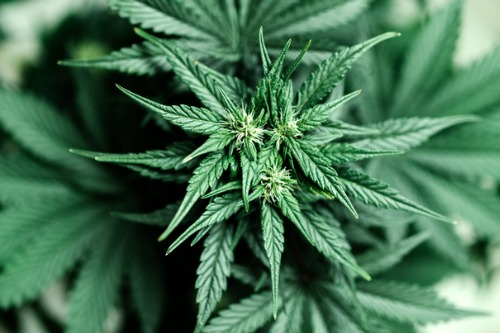 Michigan AG wades in on cannabis usage debate