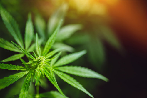 HUB launches cannabis benefits captive