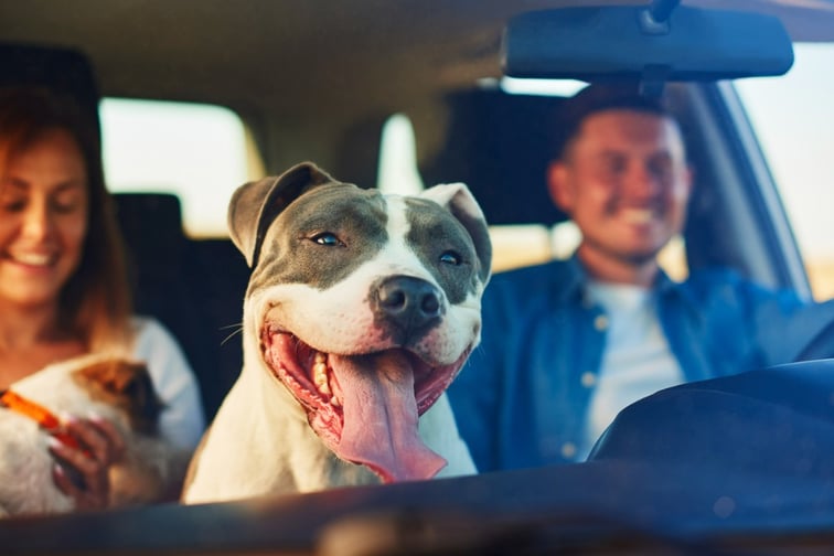 Don't let your dog lead you astray, Selective Insurance tells drivers